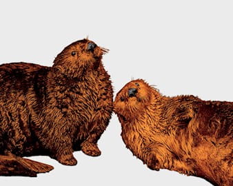 Illustration of otters