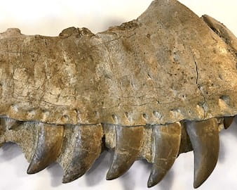 A fossilized t-rex jaw bone shows a dozen well-defined teeth embedded in bone.
