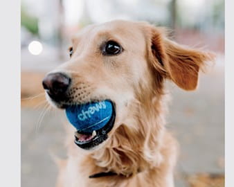 Golden retriever holding a tennis ball in its mouth that says Chewy