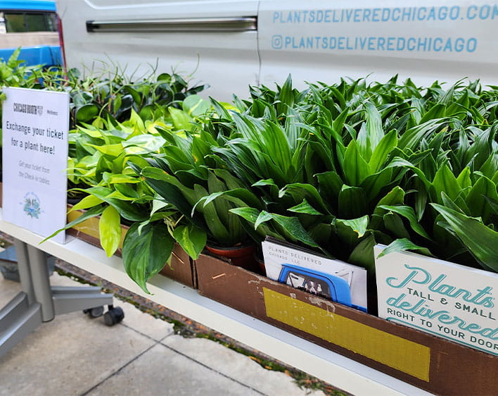 Plants from plantsdeliveredchicago