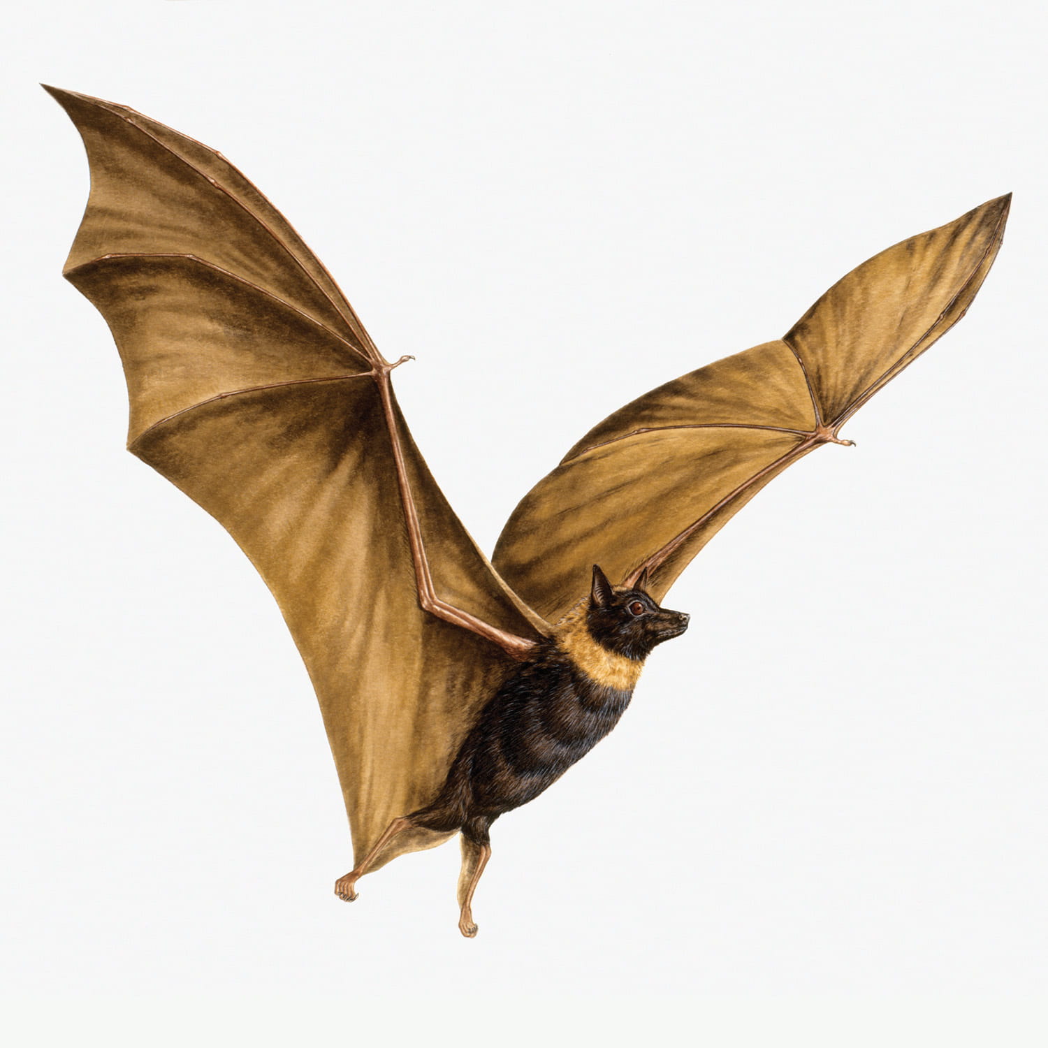 Fall 2015 Conversations The View From Singapore Bat