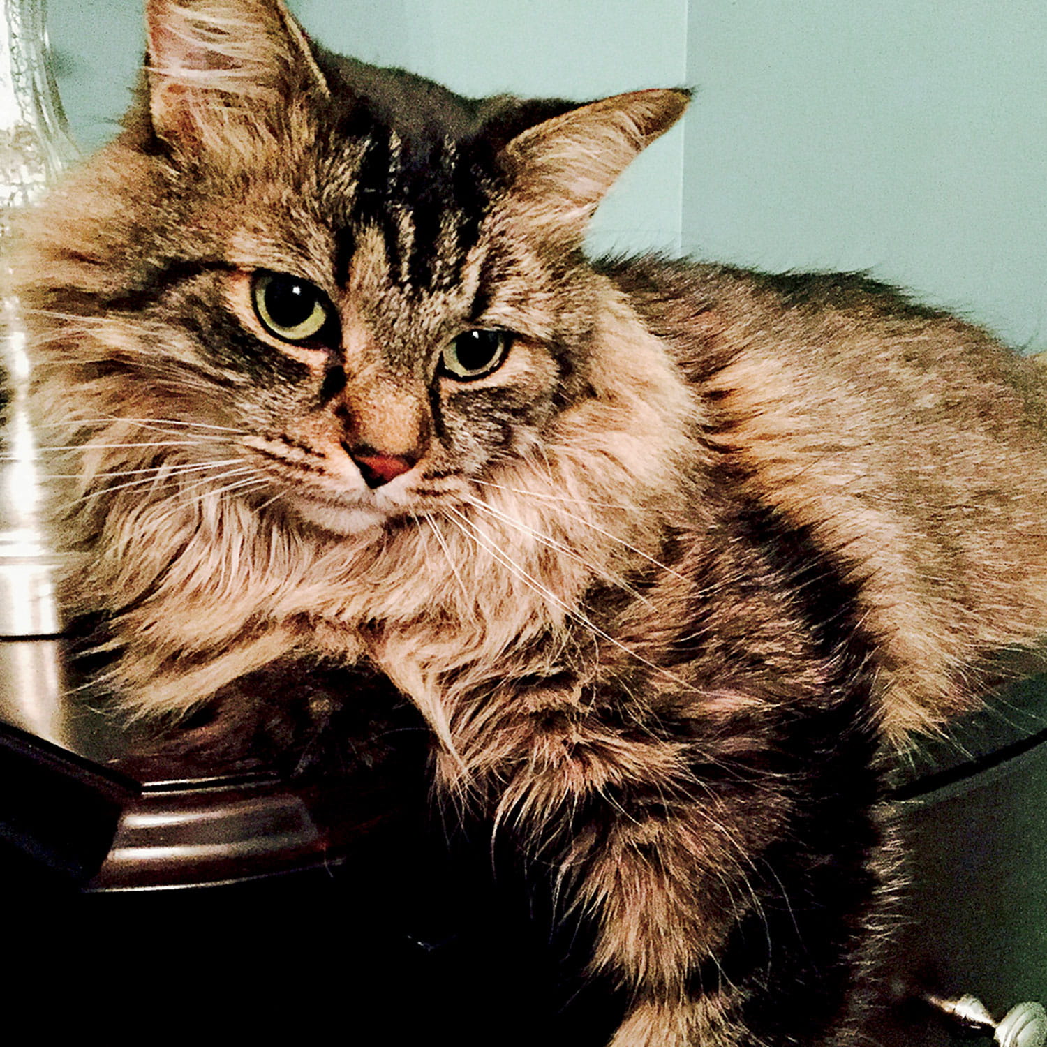 Photo of Liz's cat Euler