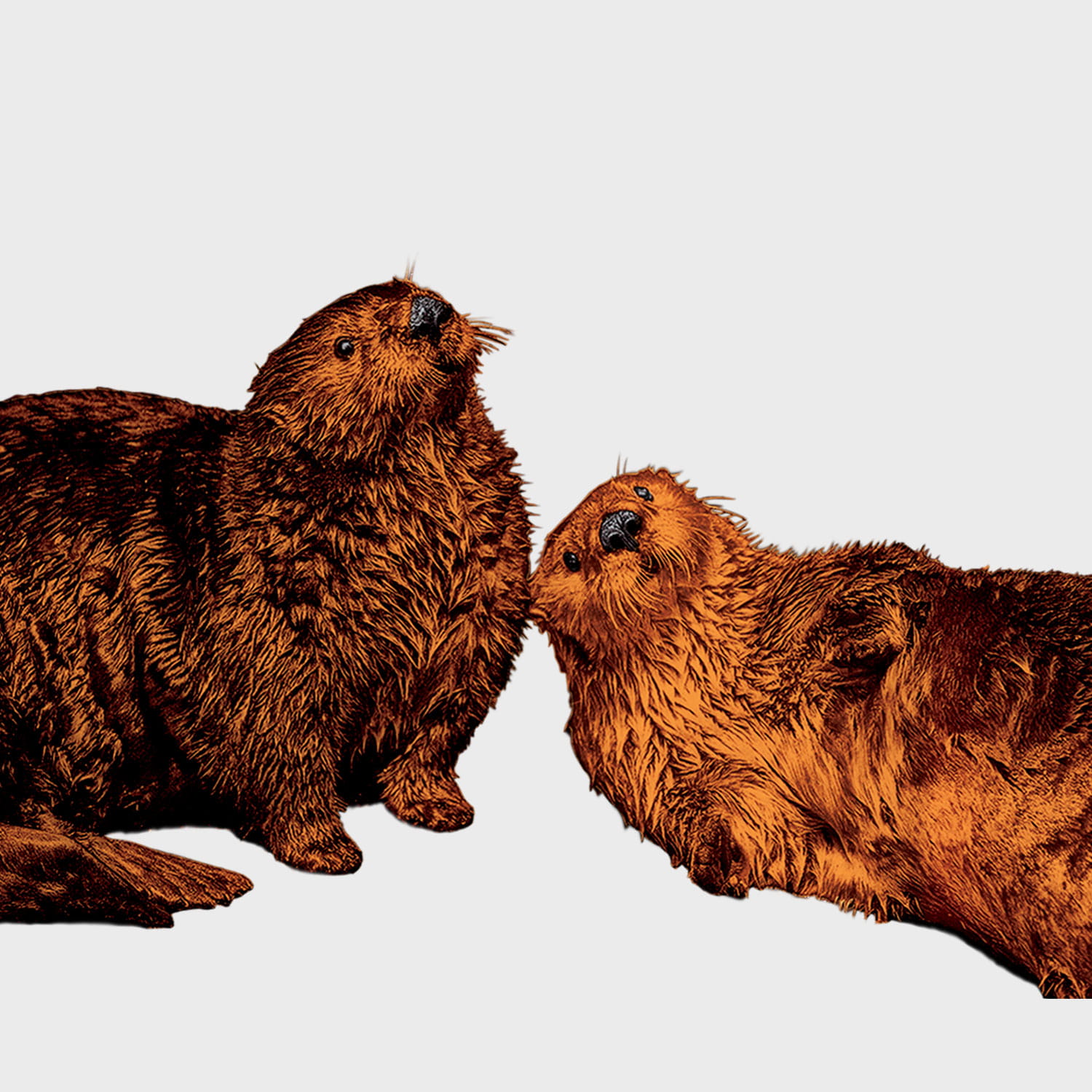 Illustration of otters