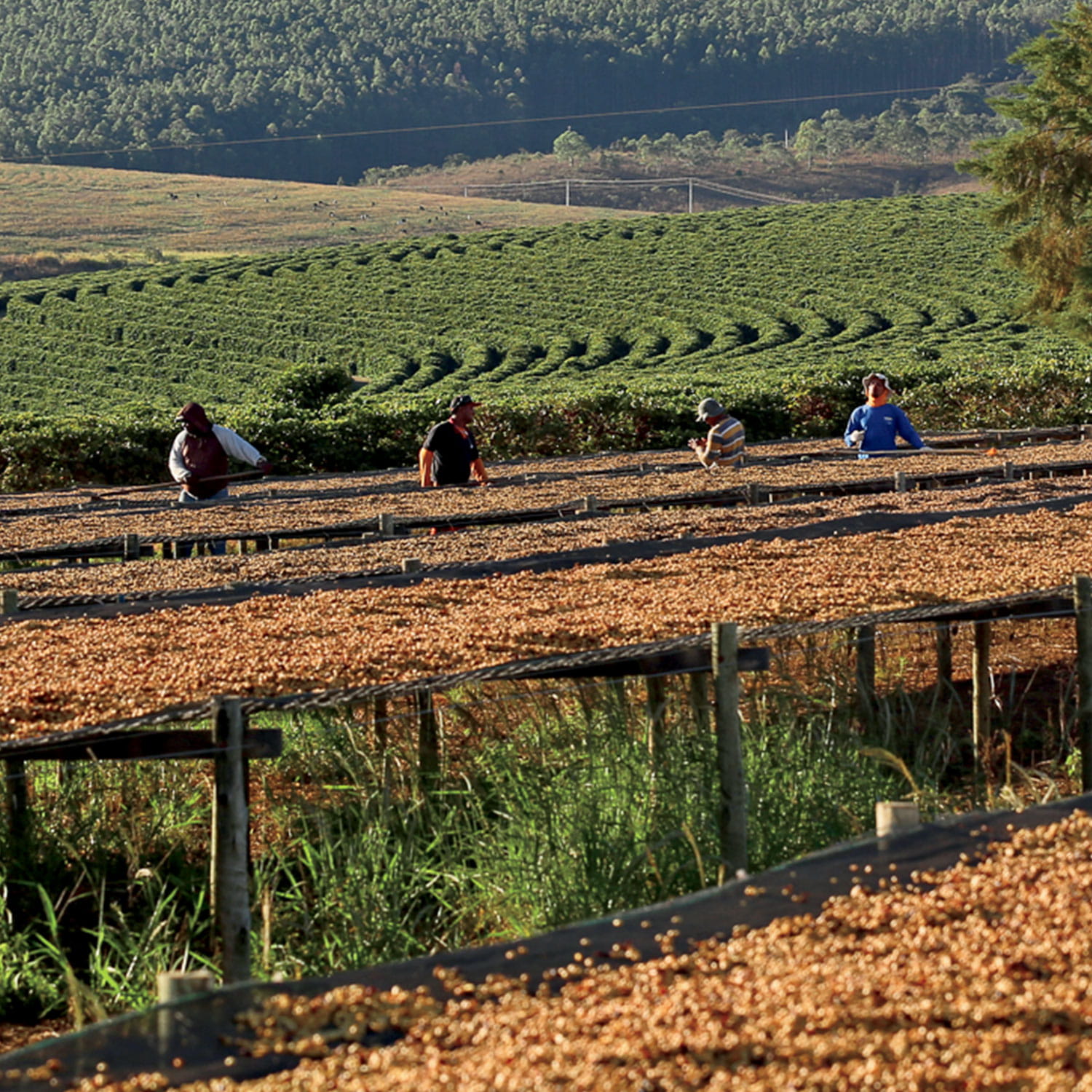 Photo of coffee fields