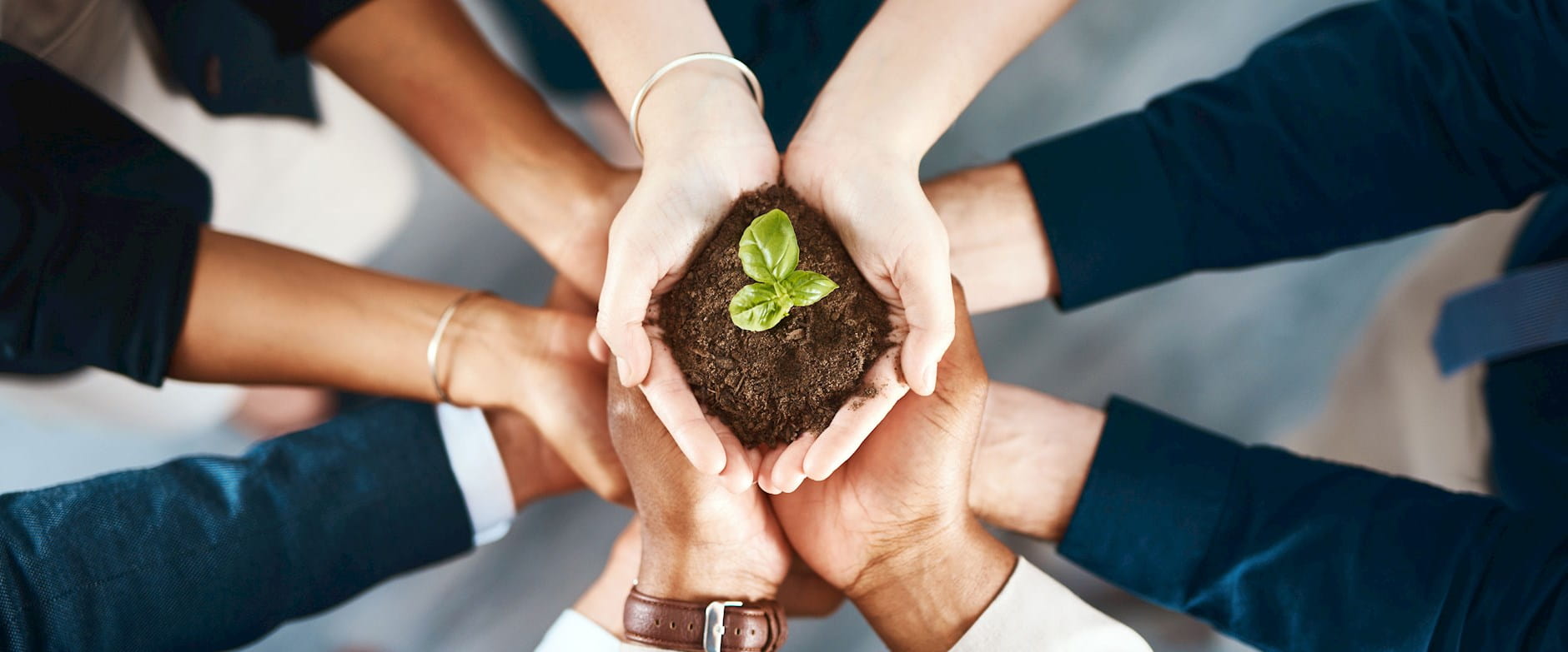 Businesspeople's arms form a circle around a person cupping a growing green plant in soil