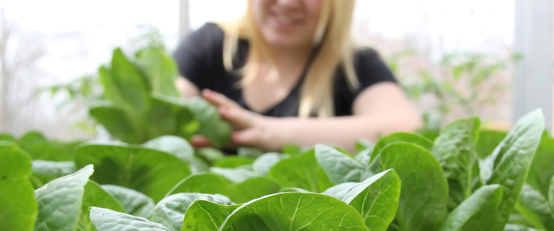 Blonde woman gardening leaves of cabbage