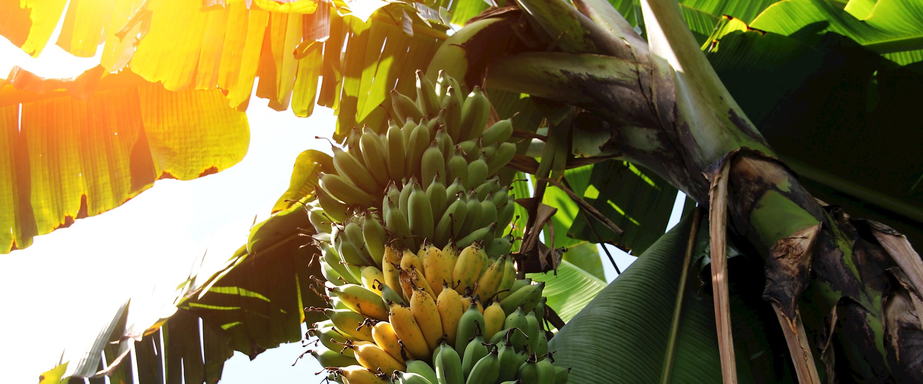 Banana Trees in Rwanda
