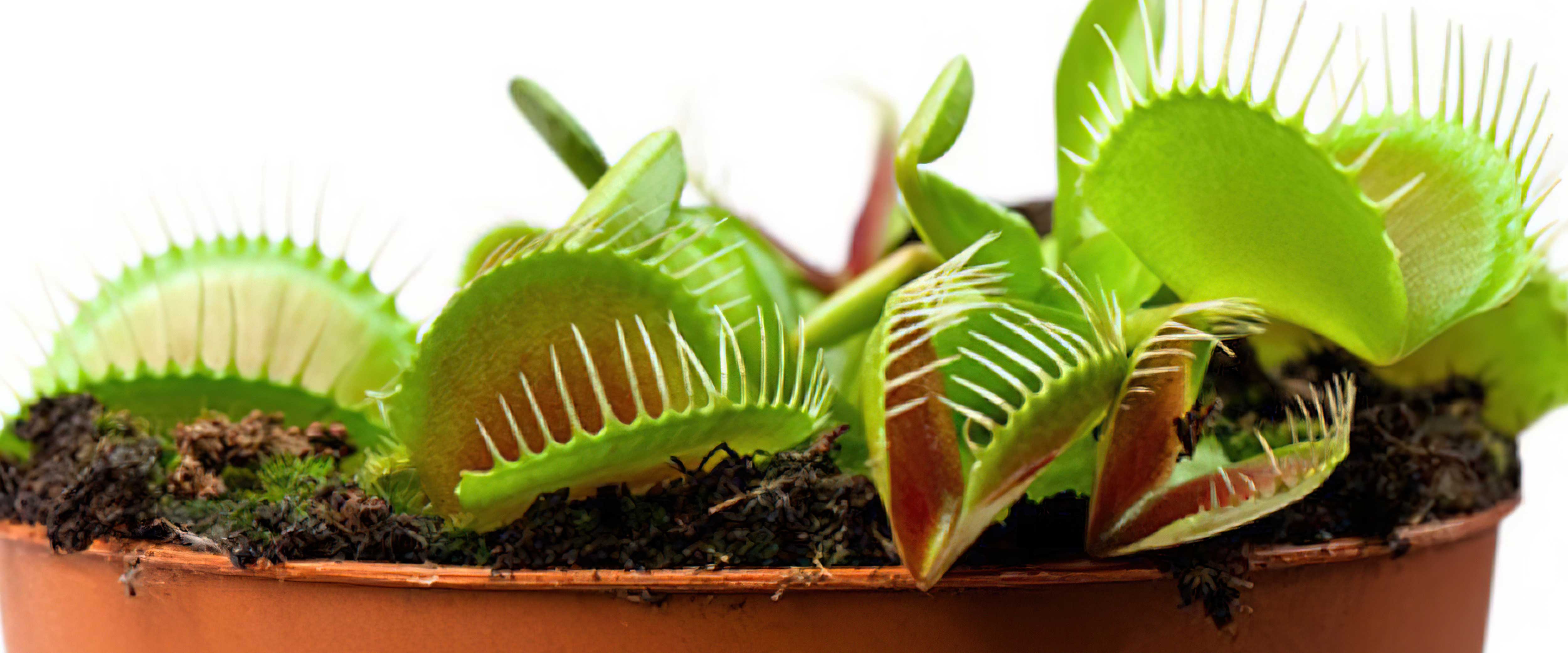 Venus fly trap