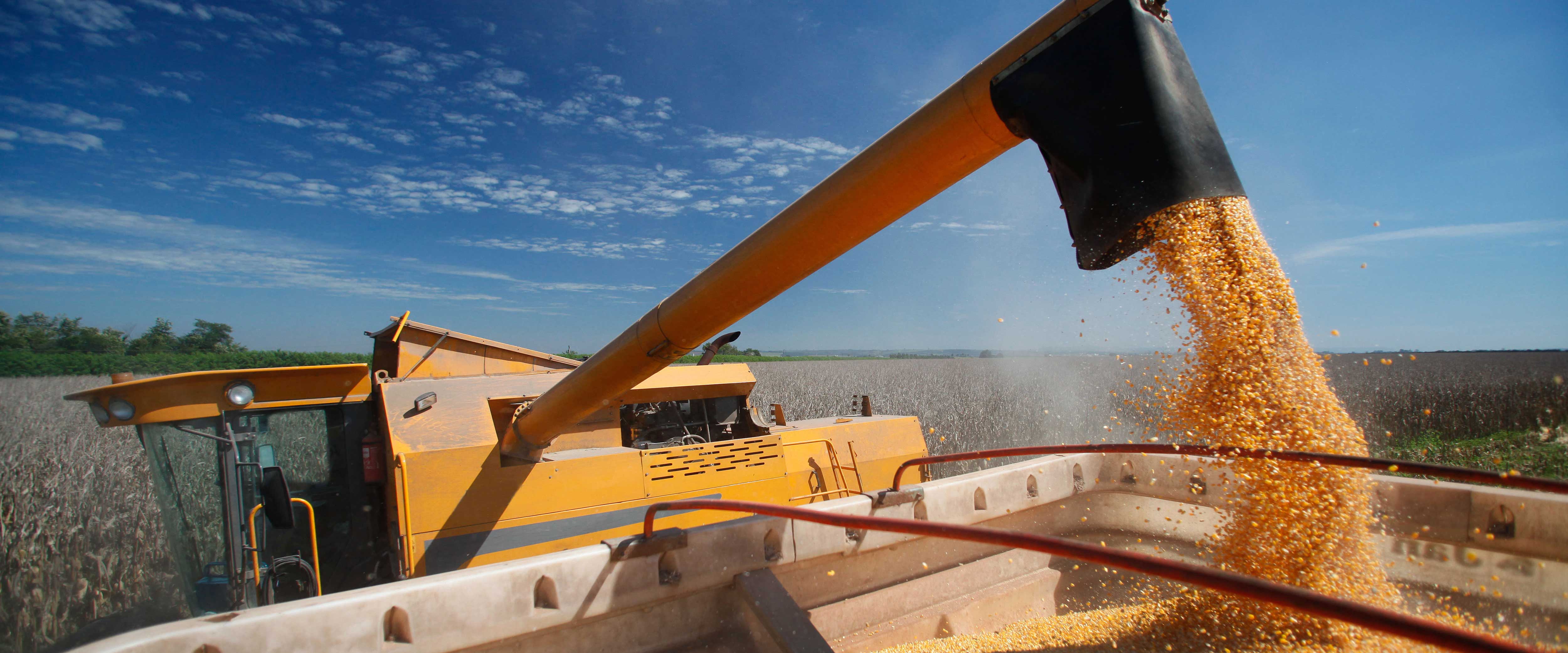 Machine for harvesting grain crops