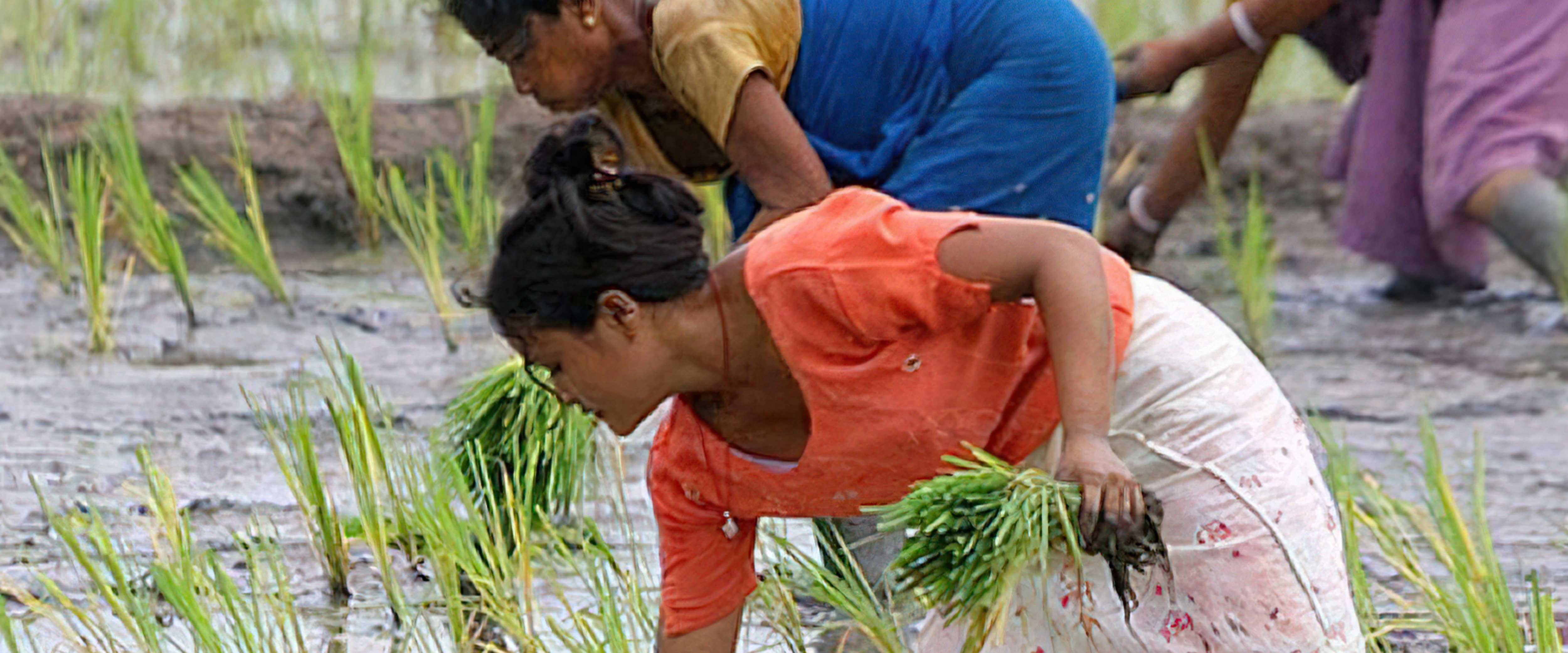 Workers in a plant field