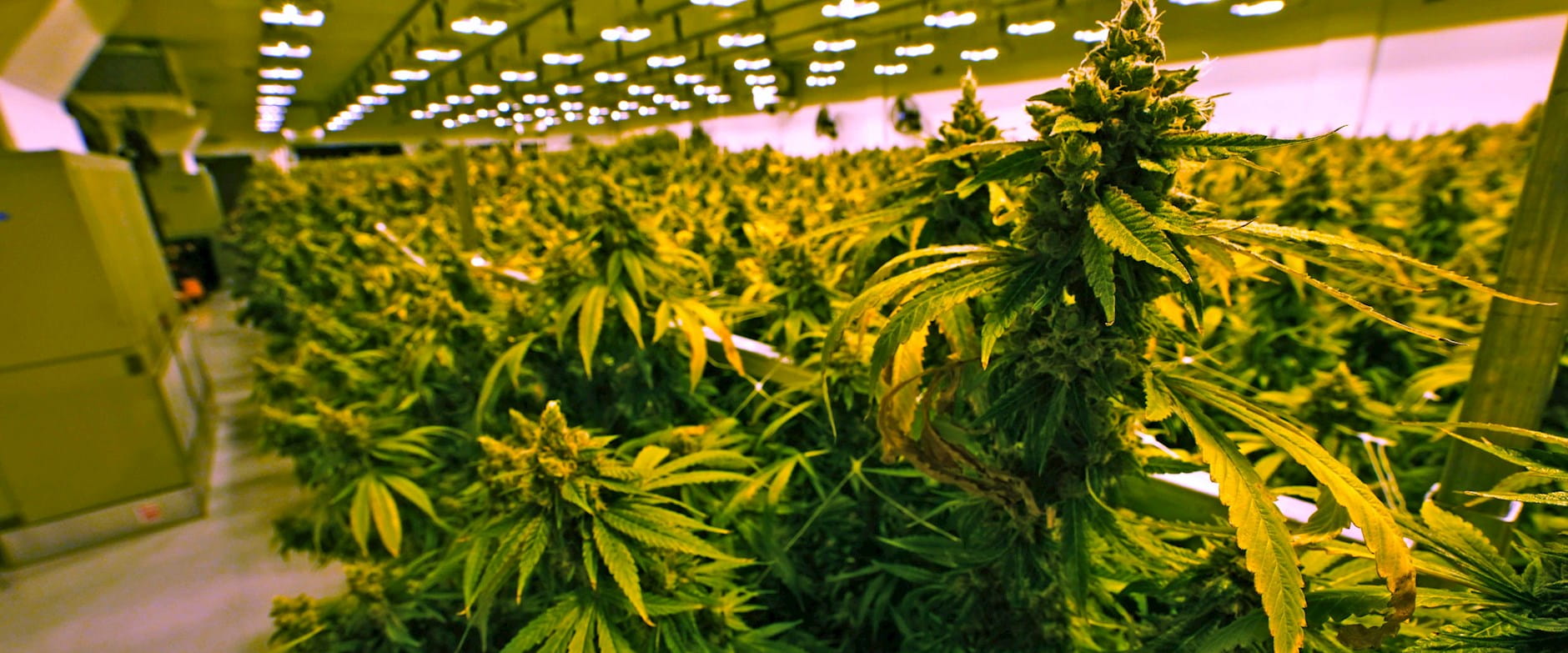 Rows of marijuana plants growing indoors