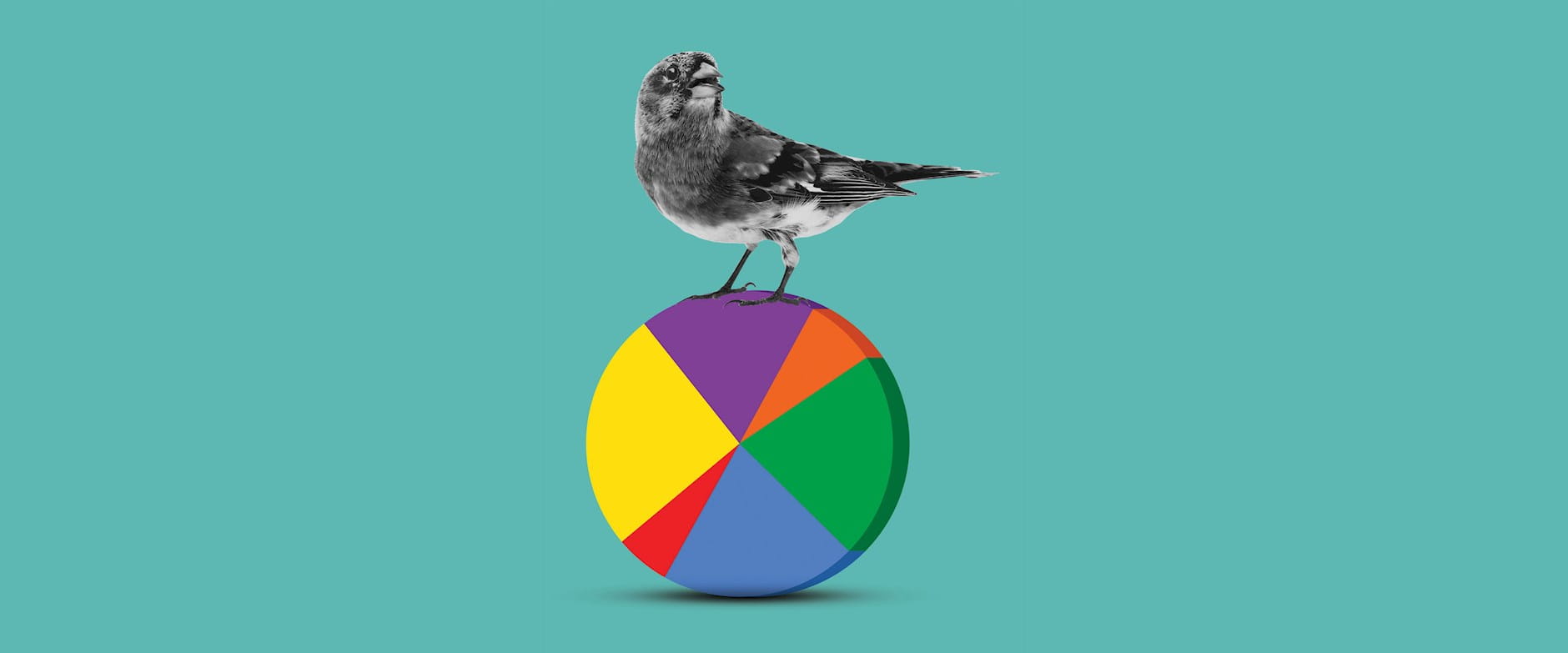 Small bird standing on a pie chart