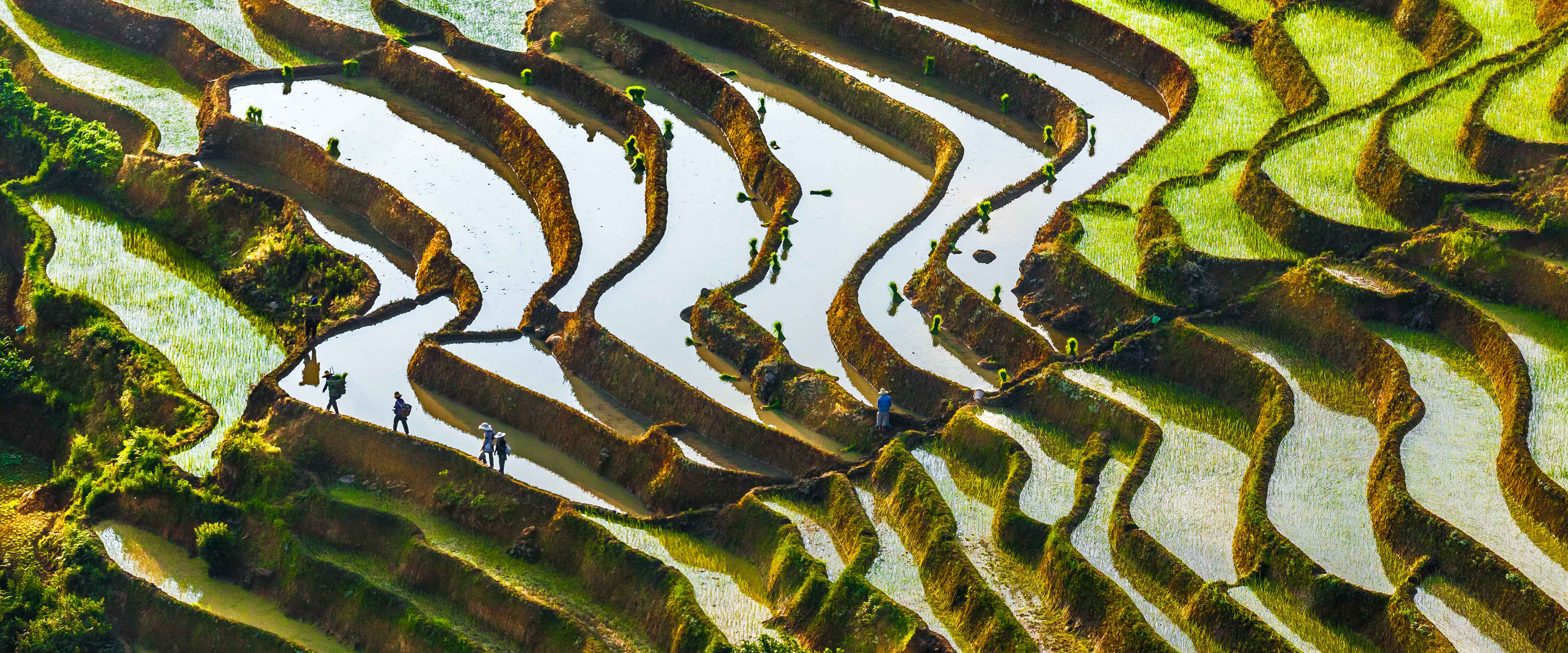 Terraced rice fields in China
