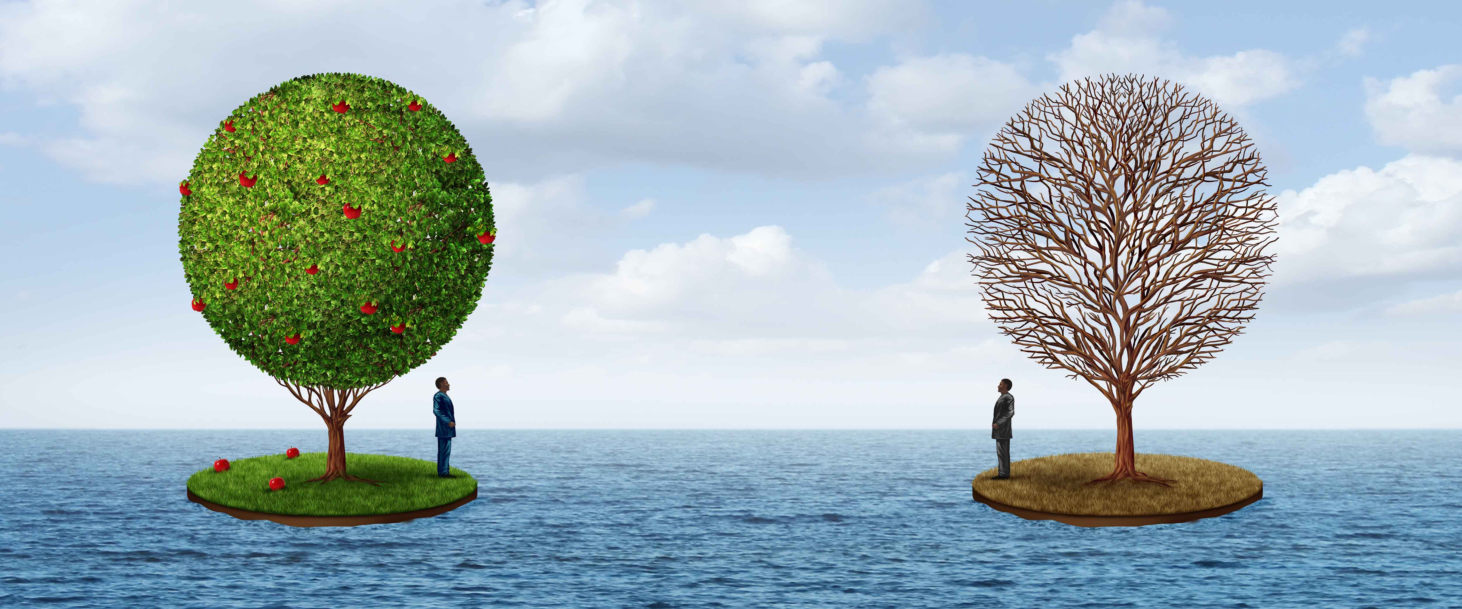 Abundant tree and bare tree on separate islands