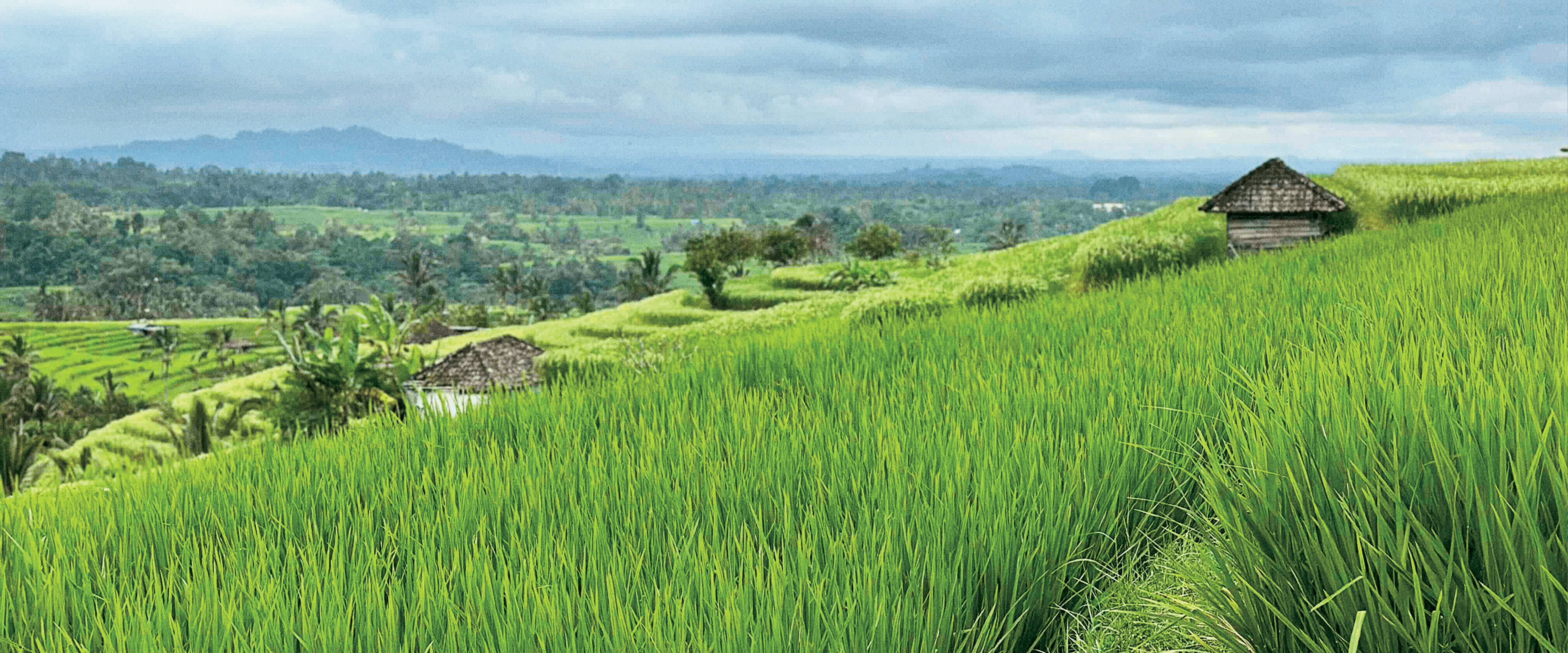 A green field in Bali.