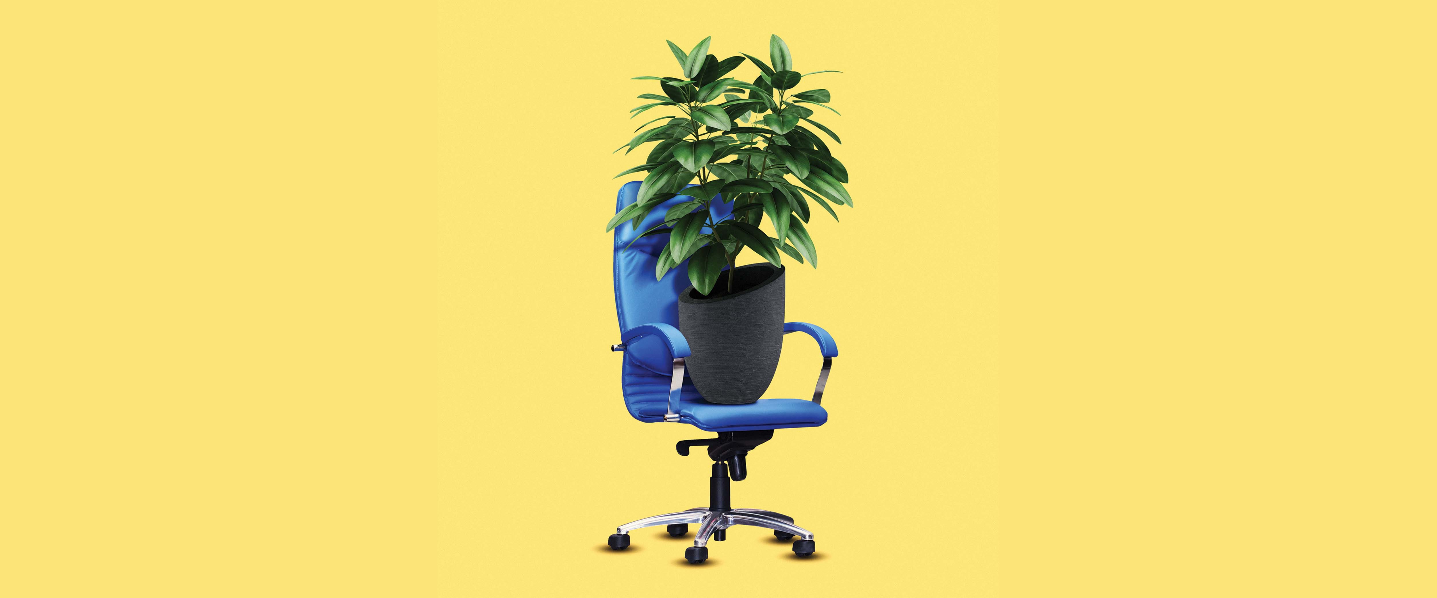 A potted plant sitting on an office chair