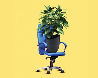 A potted plant sitting on an office chair
