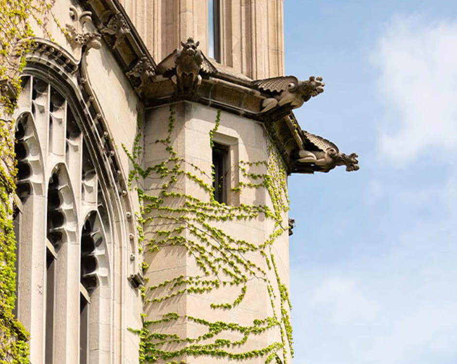 Ivy growing on the wall of a building.
