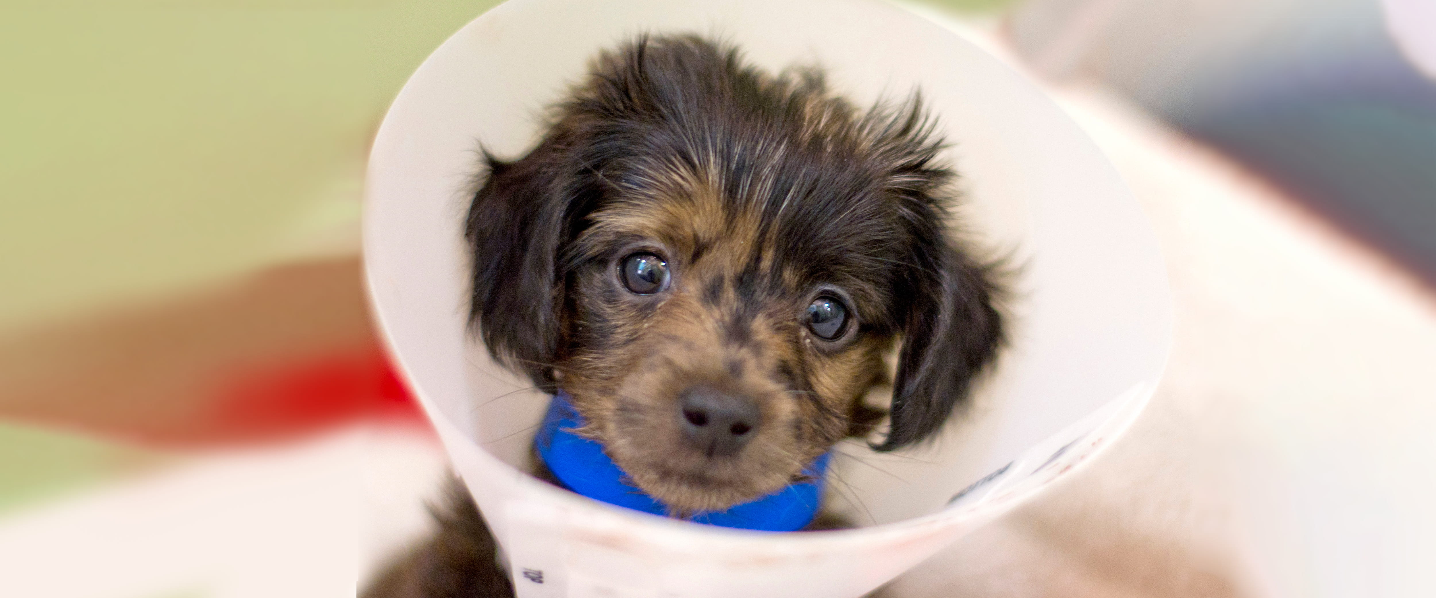 A small puppy with a medical cone around its neck
