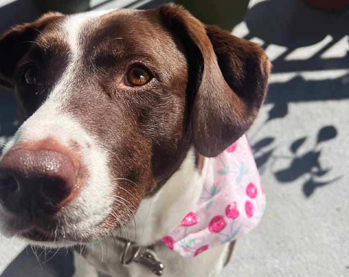 close up of Camila's dog Minnie